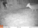 Muntjac