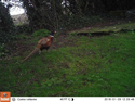 Pheasant