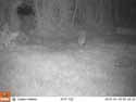 Fox / Hedgehog