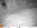Red Fox