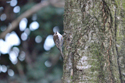 Treecreeper