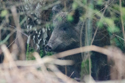 Wild Boar