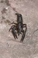 White Clawed Crayfish