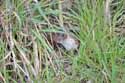 Weasel