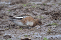 Wigeon