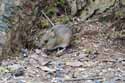 Wood Mouse