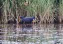 Purple Swamphen