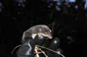 Water Shrew