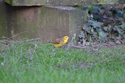 Yellowhammer