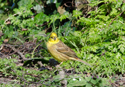 Yellowhammer