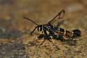 Yellow Legged Clearwing