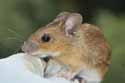 Yellow Necked Mouse