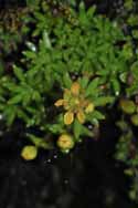 Yellow Saxifrage