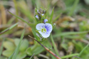 Thyme Leaved Speedwell