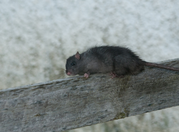 Black Rat