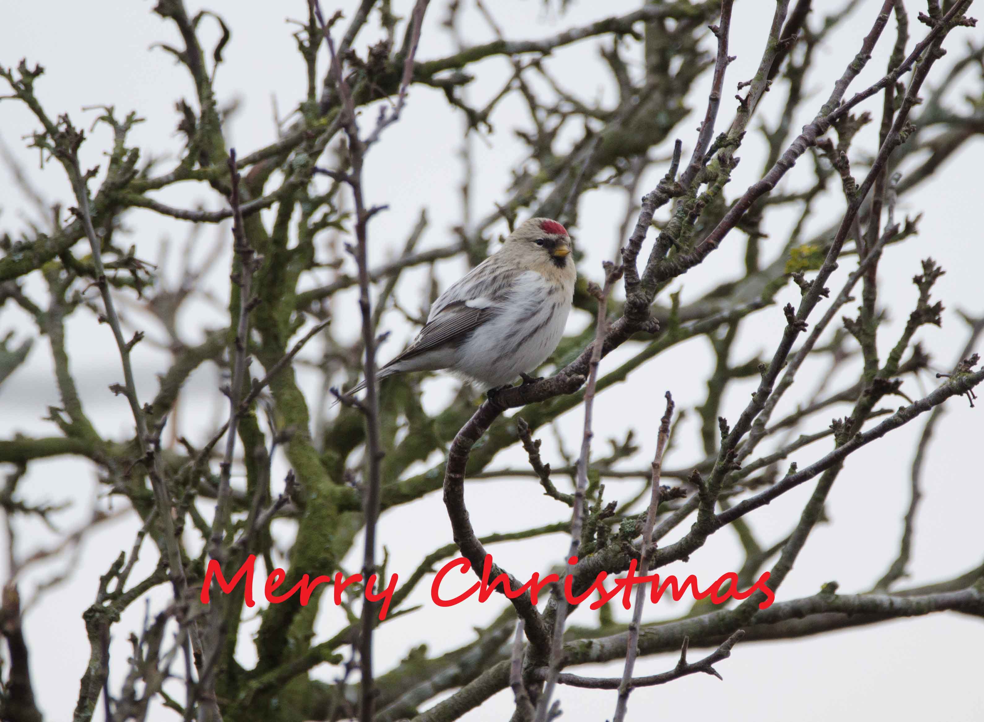 Coue's Arctic Redpoll