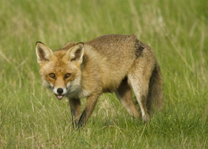 Red Fox