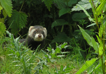 Polecat