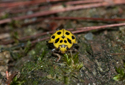 22 Spot Ladybird