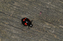 2 Spot Ladybird
