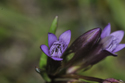 Autumn Gentian