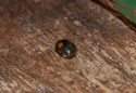 Platynaspis luteorubra