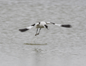 Avocet