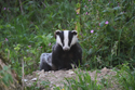Badger