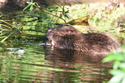Beaver