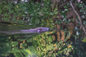 Beaver