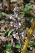 Bean Broomrape