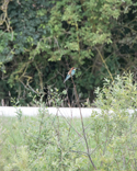 Bee-eater