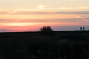 Disconsolate Birders