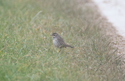 Bluethroat
