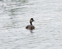 Black Necked Grebe