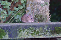Brown Rat