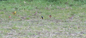 Brambling