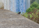 Black Redstart