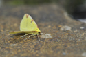 Brimstone Moth