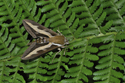 Bedstraw Hawkmoth