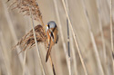 Bearded Tit