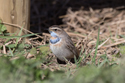 Bluethroat