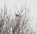Bullfinch