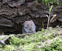 Bank Vole