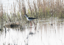 Black Winged Stilt