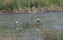 Black Winged Stilt
