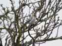 Coue's Arctic Redpoll