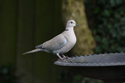 Collared Dove
