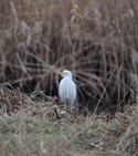 Cattle Egret