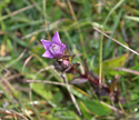 Chiltern Gentian